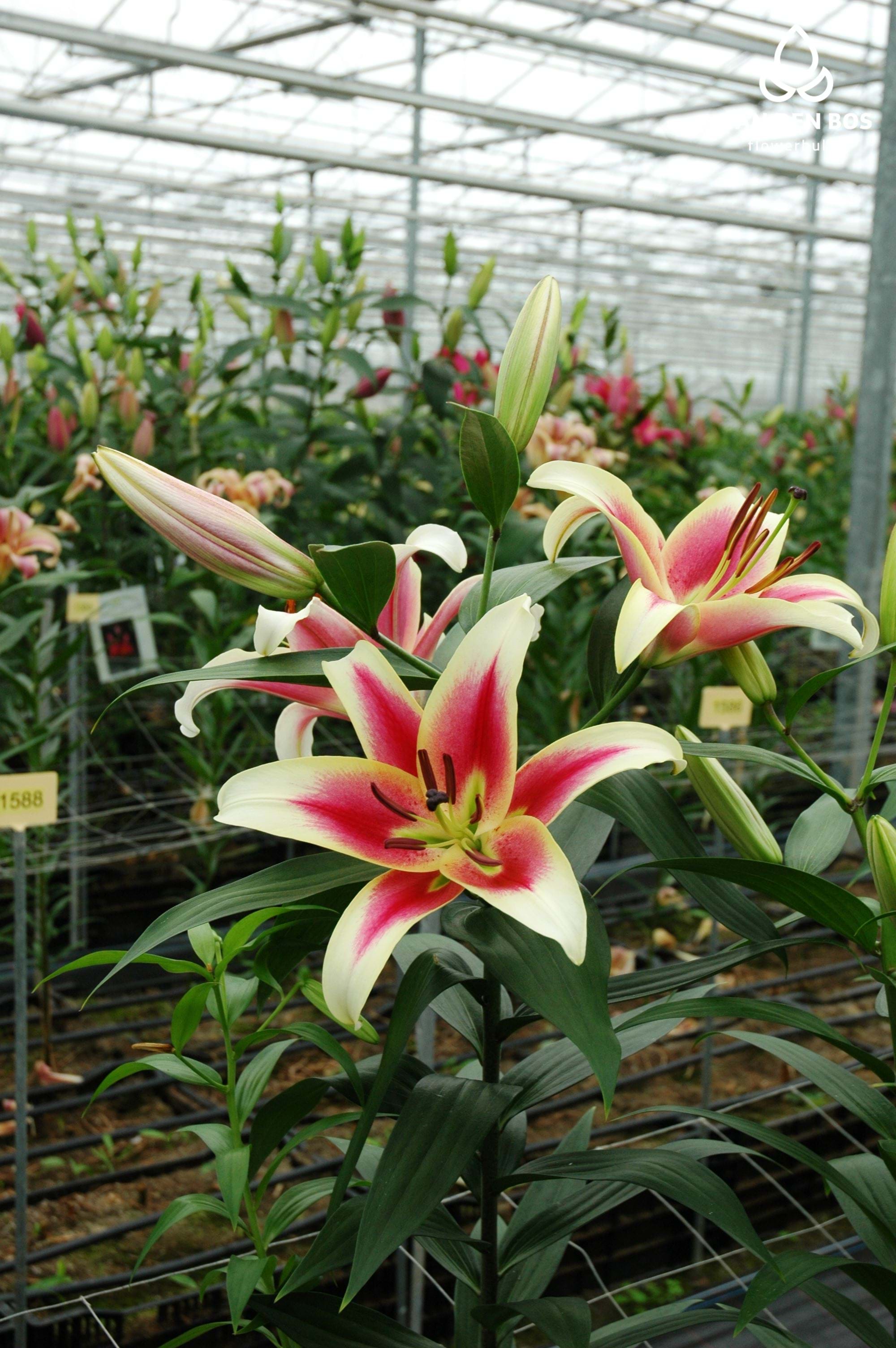 Candy Club® (O.T.) - Lily - Van den Bos Flowerbulbs
